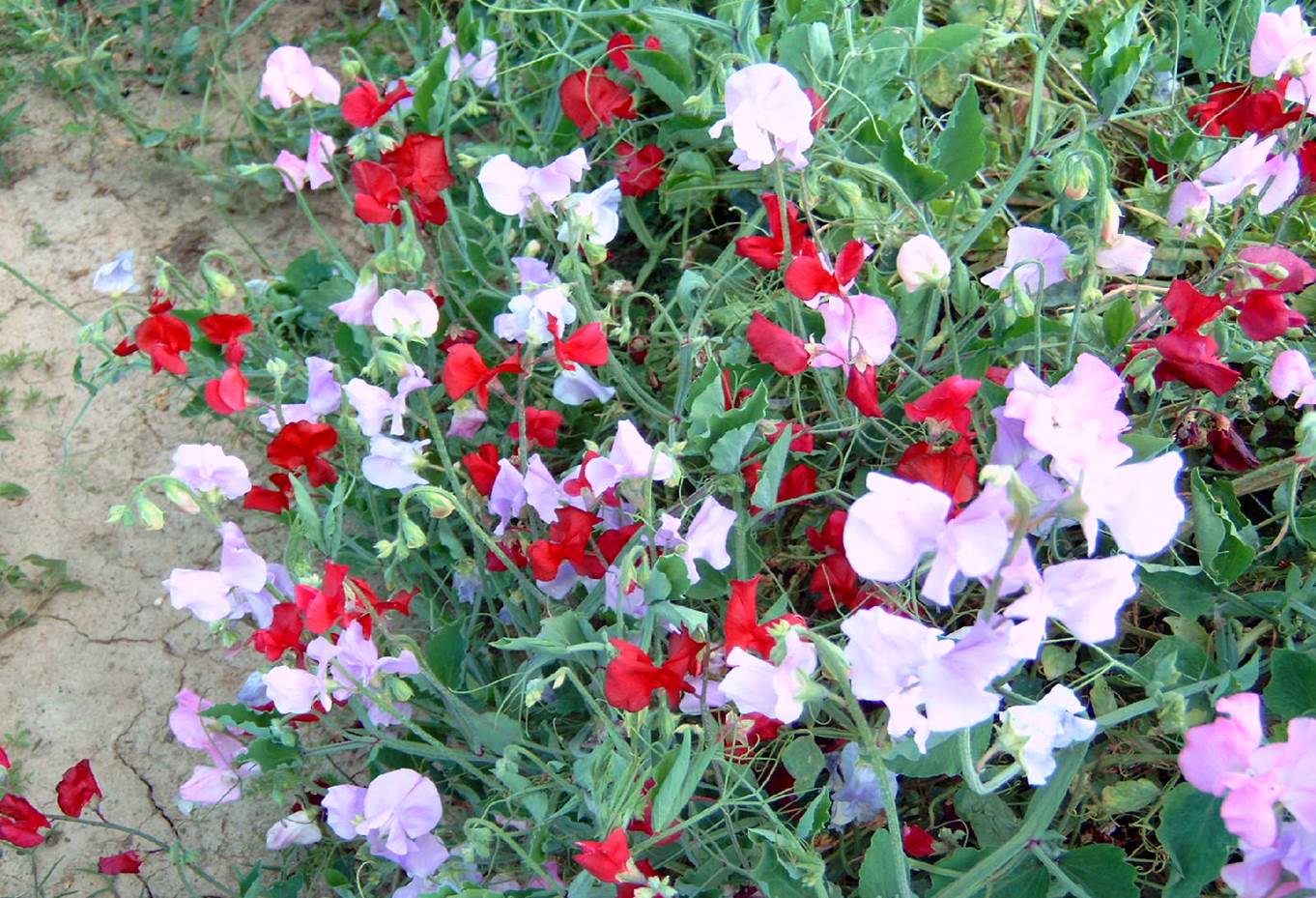Add fragrance to your cool-season flower beds 